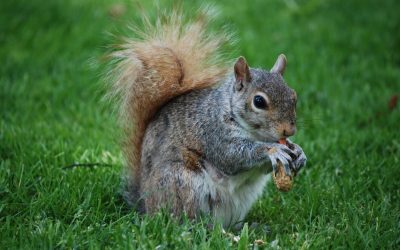 adorable-squirrel-with-thick-fluffy-tail-wild_493961-137