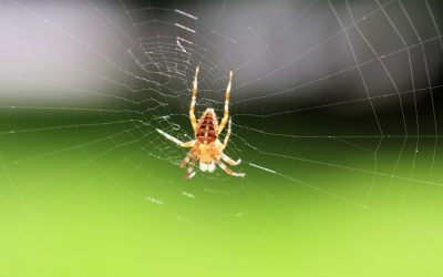 closeup-selective-focus-shot-spider-web-green-background_181624-32852