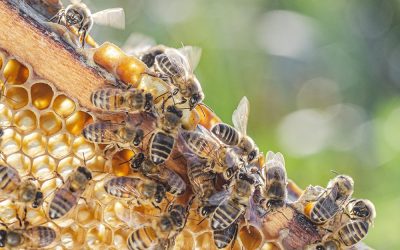 how-long-do-bees-live