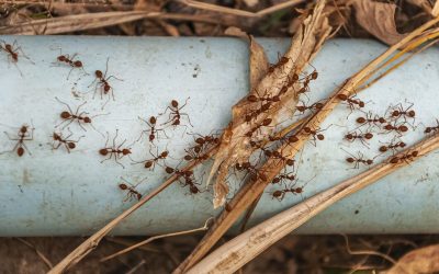 overhead-shot-red-ants-steel-blue-pipe-taken-doi-tao-lake-thailand-asia_181624-11360