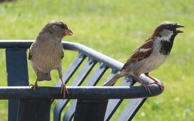 sparrows.2403140802550