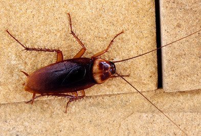 american-cockroach