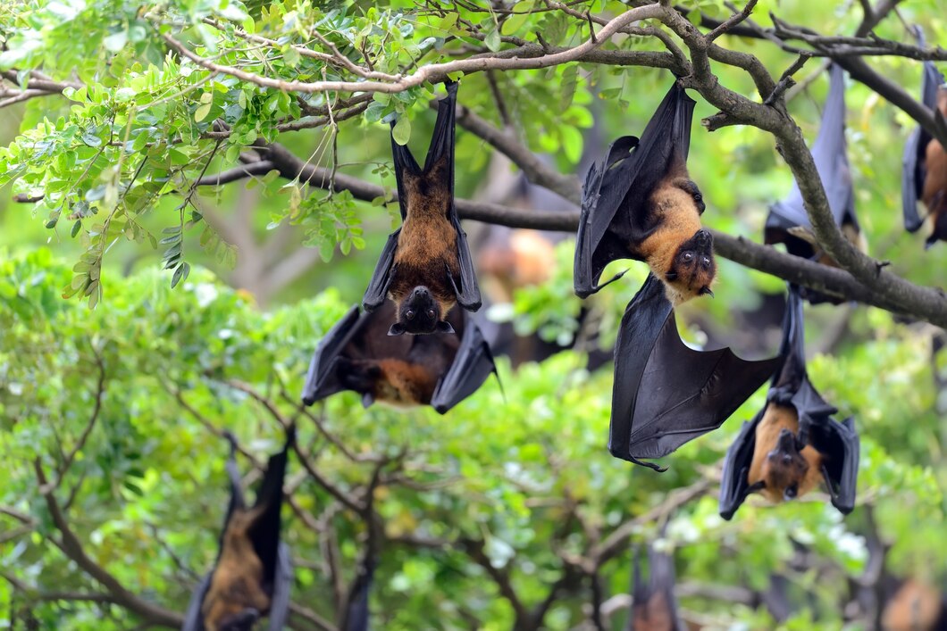 black-flying-foxes-hanging-tree_167946-161